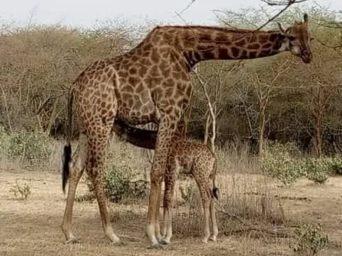 Giraffe mit Jungtier im Reservat Bandia