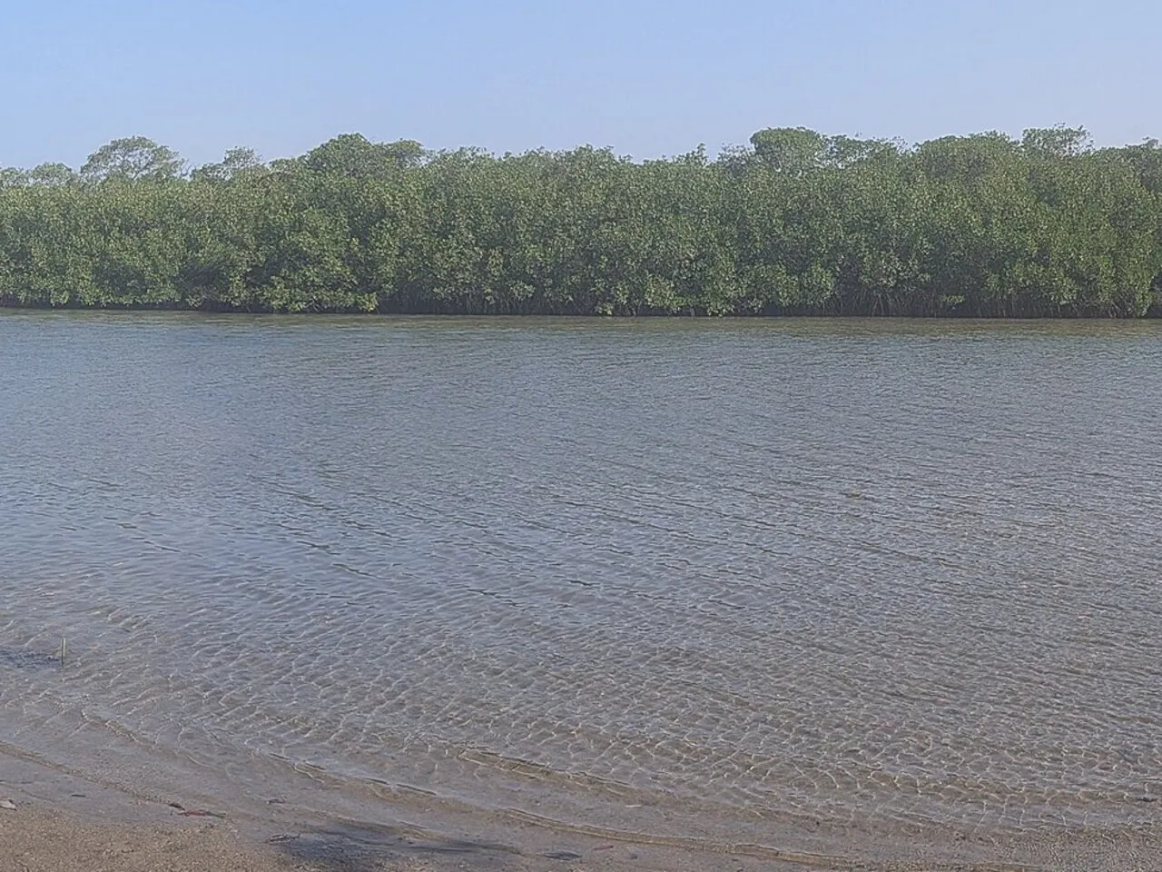 Mangrove der Somone bei Ebbe